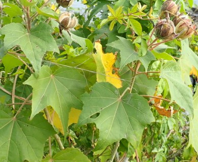 Hibiscus mutabilis
