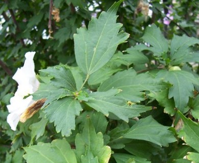 Hibiscus syriacus