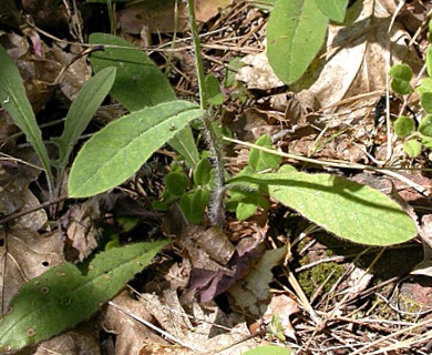 Hieracium albiflorum