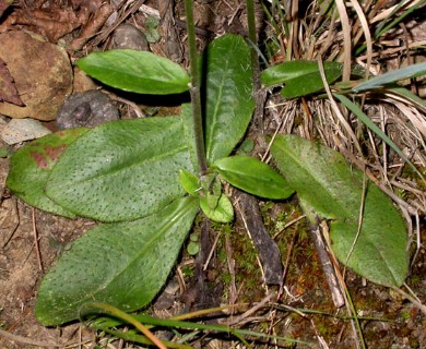 Hieracium gronovii