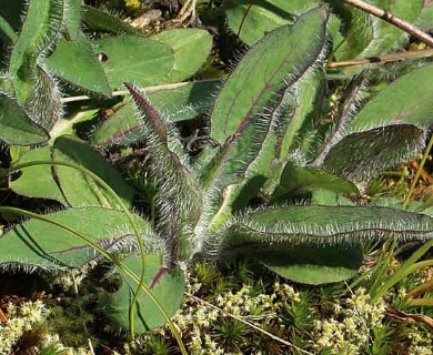 Hieracium longiberbe