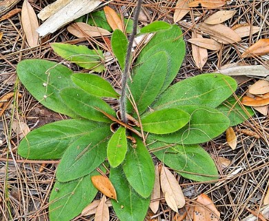 Hieracium megacephalon