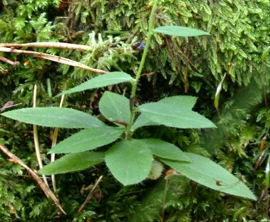 Hieracium sabaudum