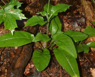 Hieracium scabrum