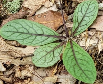 Hieracium venosum