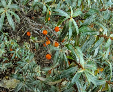 Hippophae rhamnoides