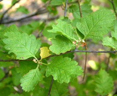 Holodiscus discolor