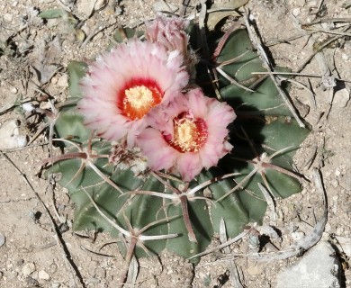 Homalocephala texensis