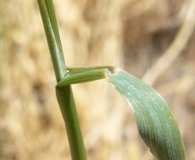 Hordeum jubatum