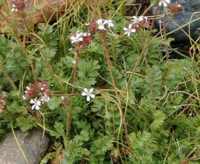 Horkelia fusca