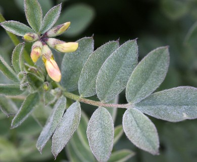 Hosackia oblongifolia