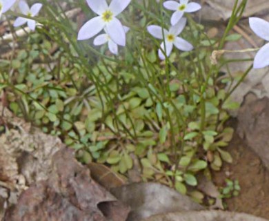 Houstonia caerulea