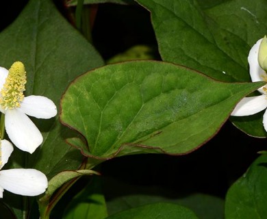 Houttuynia cordata