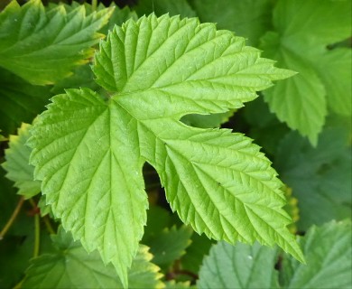 Humulus lupulus