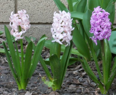 Hyacinthus orientalis