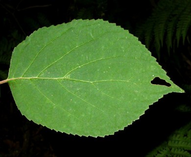 Hydrangea arborescens