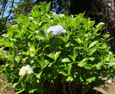 Hydrangea macrophylla