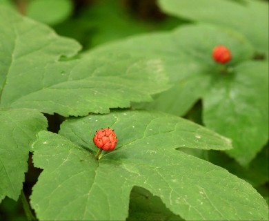 Hydrastis canadensis