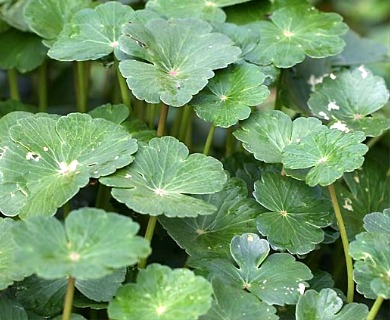 Hydrocotyle ranunculoides