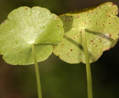 Hydrocotyle verticillata