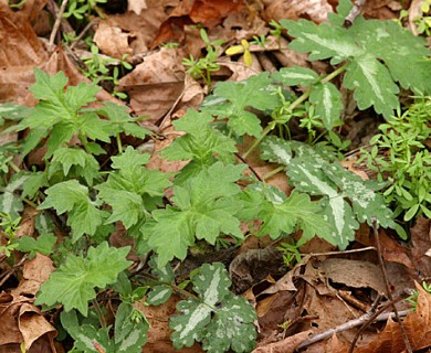 Hydrophyllum appendiculatum