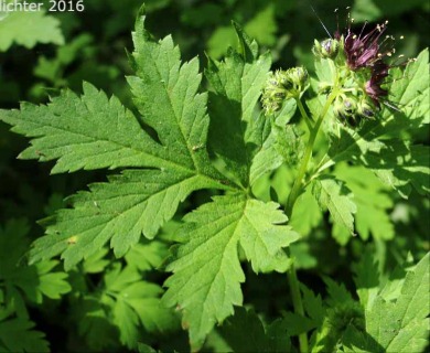 Hydrophyllum tenuipes