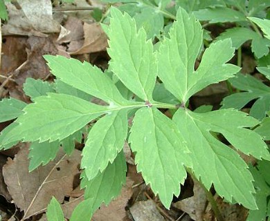 Hydrophyllum virginianum