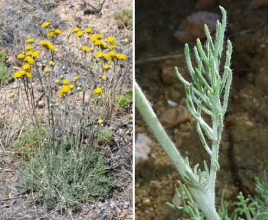 Hymenopappus filifolius