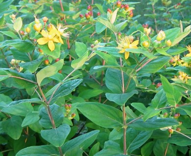 Hypericum androsaemum