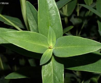 Hypericum ascyron