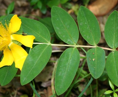 Hypericum calycinum