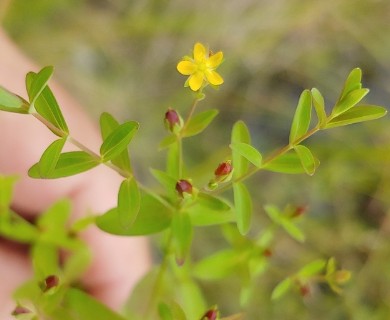 Hypericum canadense