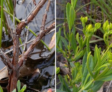 Hypericum kalmianum