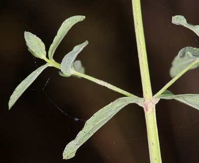 Hypericum perforatum