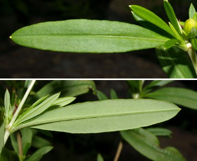 Hypericum prolificum