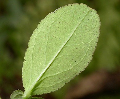 Hypericum punctatum