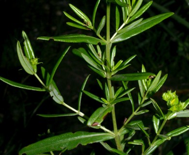 Hypericum sphaerocarpum