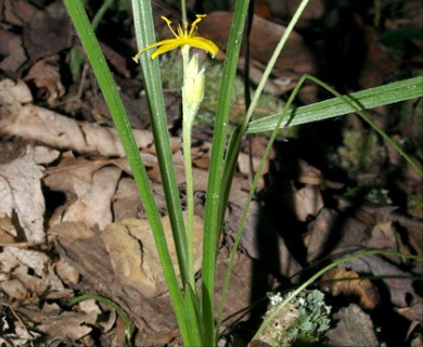 Hypoxis hirsuta