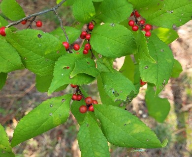 Ilex decidua