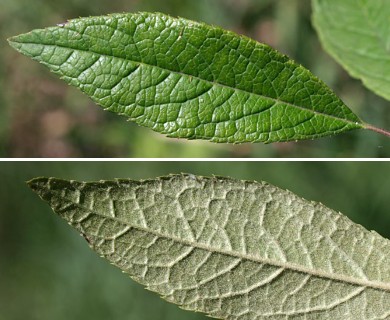 Ilex verticillata