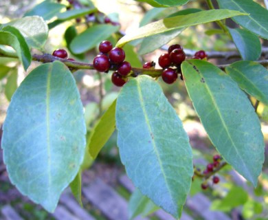 Ilex vomitoria