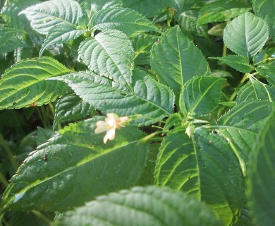 Impatiens parviflora