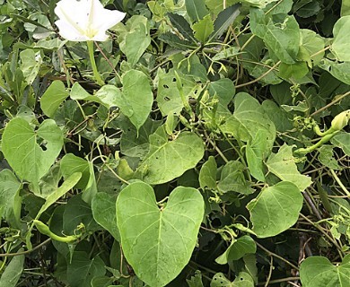 Ipomoea alba