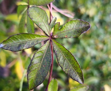 Ipomoea cairica