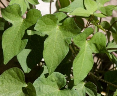 Ipomoea cordatotriloba