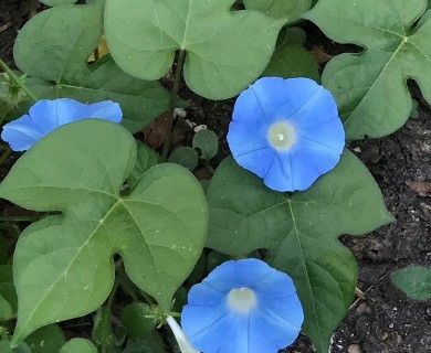 Ipomoea hederacea