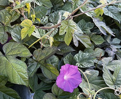 Ipomoea indica