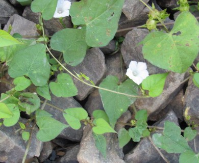 Ipomoea lacunosa