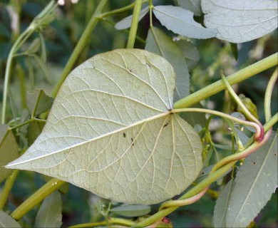 Ipomoea pandurata