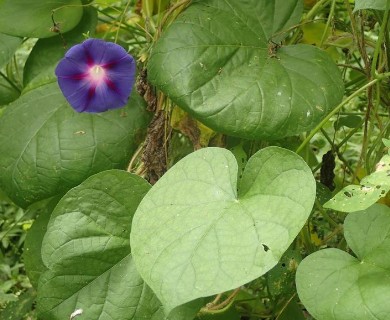 Ipomoea purpurea